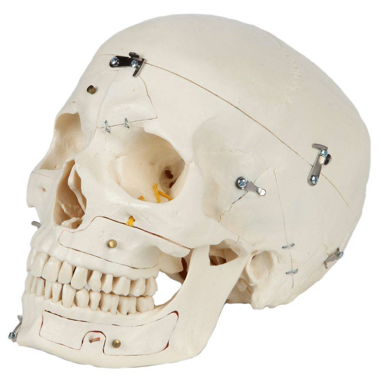 Rudiger Anatomie Premium 14-Part Deluxe Demonstration Skull