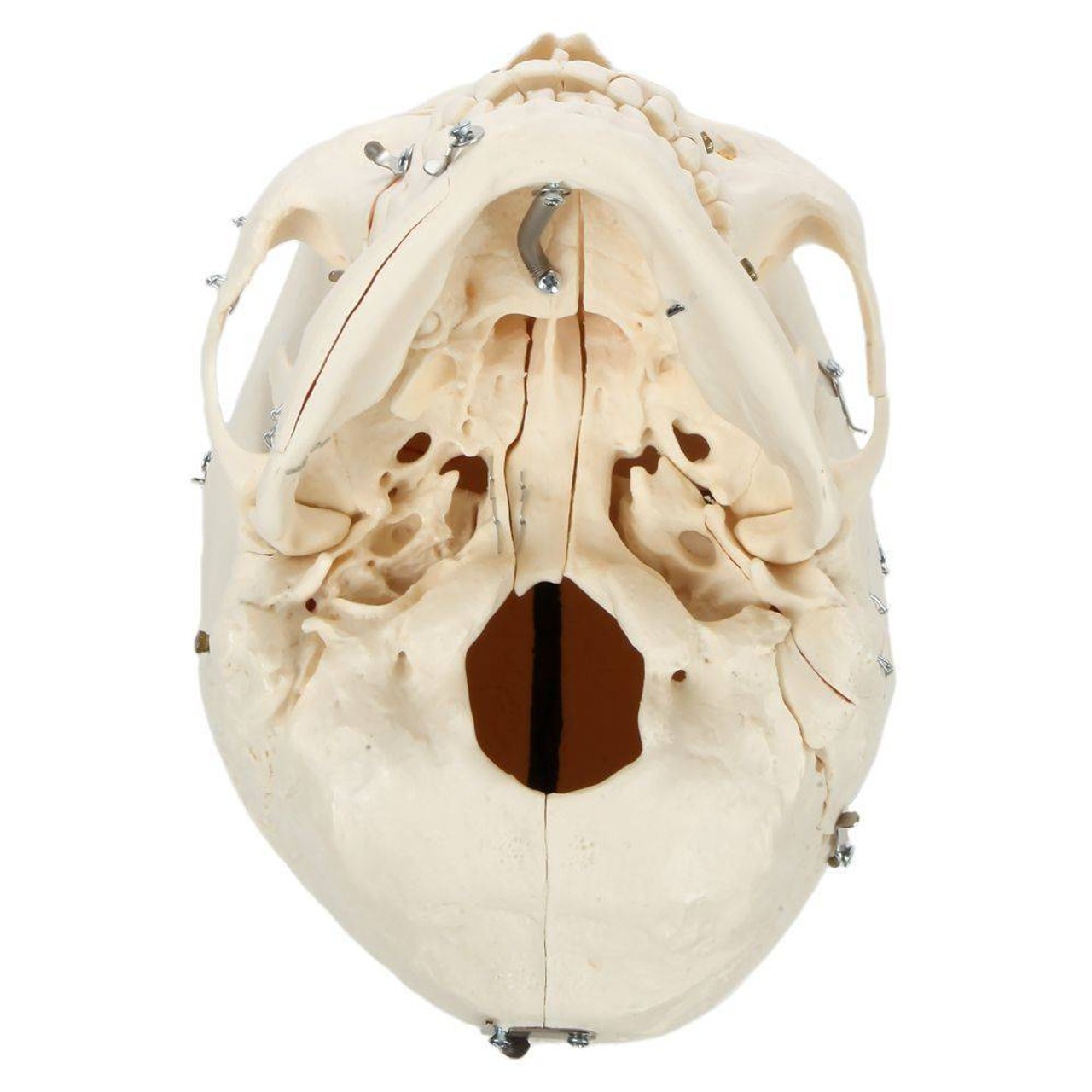 Rudiger Anatomie Premium 14-Part Deluxe Demonstration Skull