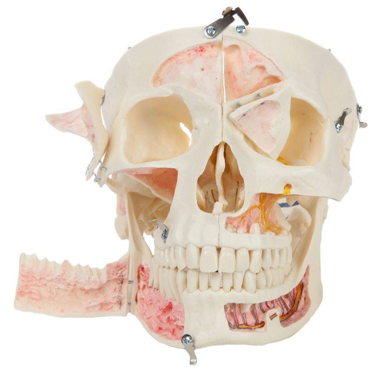 Rudiger Anatomie Premium 14-Part Deluxe Demonstration Skull