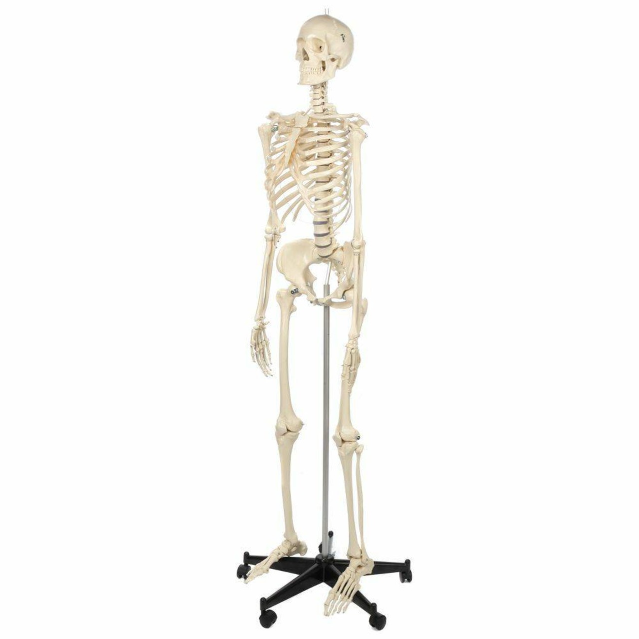 Rudiger Anatomie Premium Female Skeleton