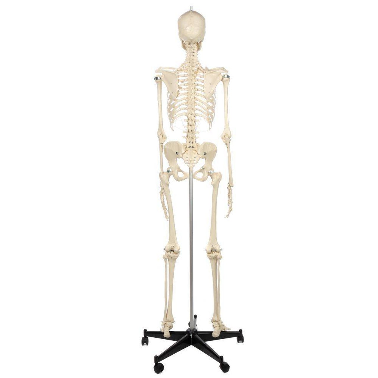 Rudiger Anatomie Premium Female Skeleton