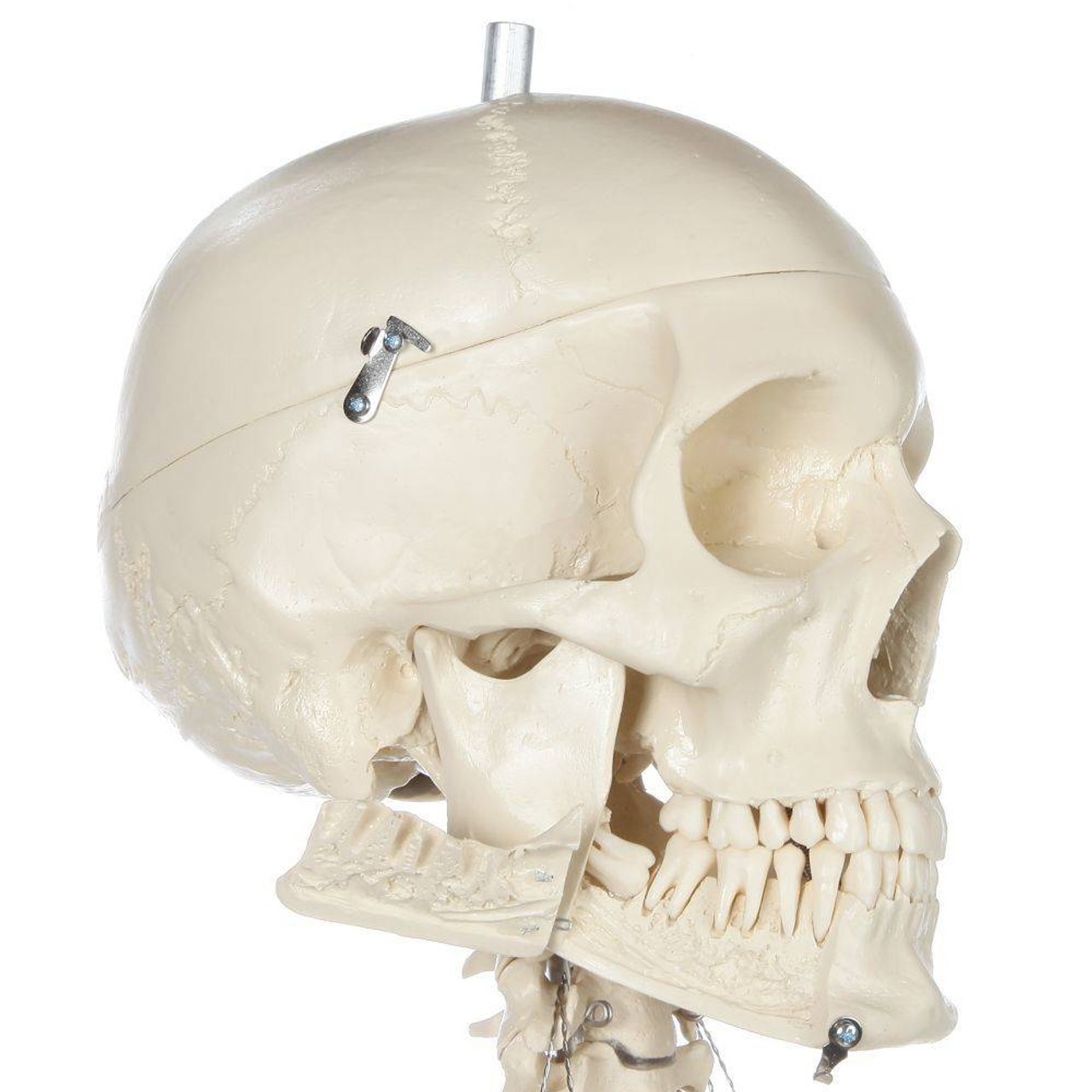 Rudiger Anatomie Premium Female Skeleton