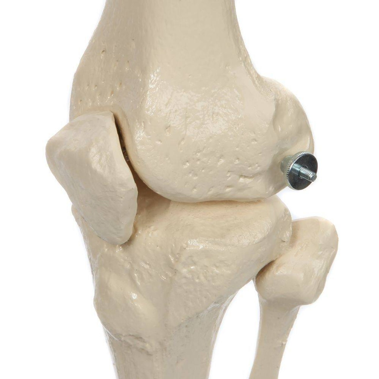 Rudiger Anatomie Premium Female Skeleton