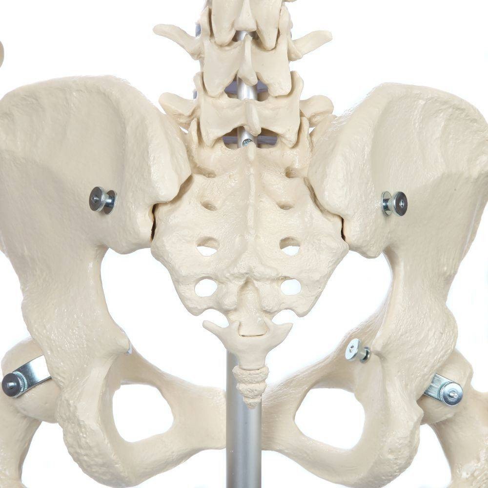 Rudiger Anatomie Premium Female Skeleton | Anatomy Warehouse