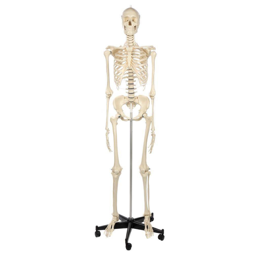 ドイツ rudiger anatomie リュディガー アナトミー社製 骨格模型 Rudiger Anatomie Premium Female Skeleton | Anatomy Warehouse