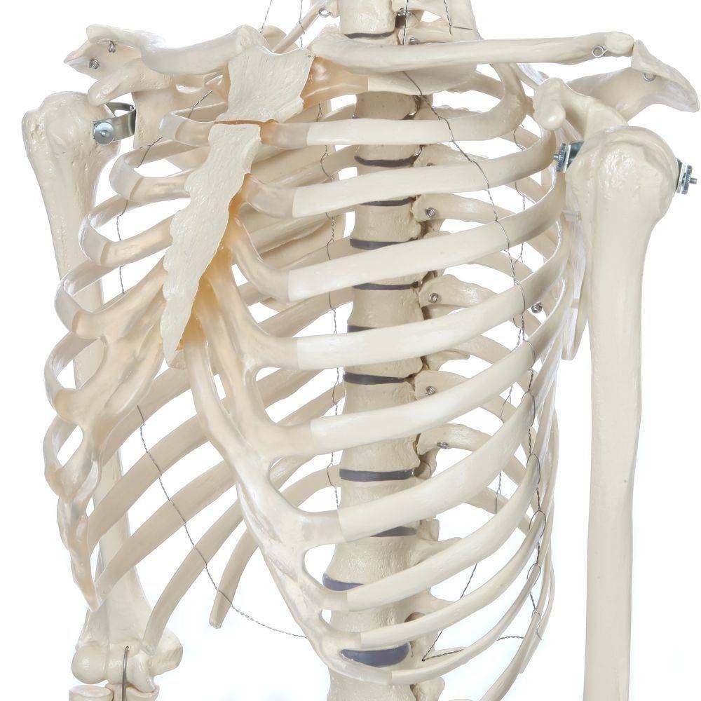 Rudiger Anatomie Premium Female Skeleton | Anatomy Warehouse