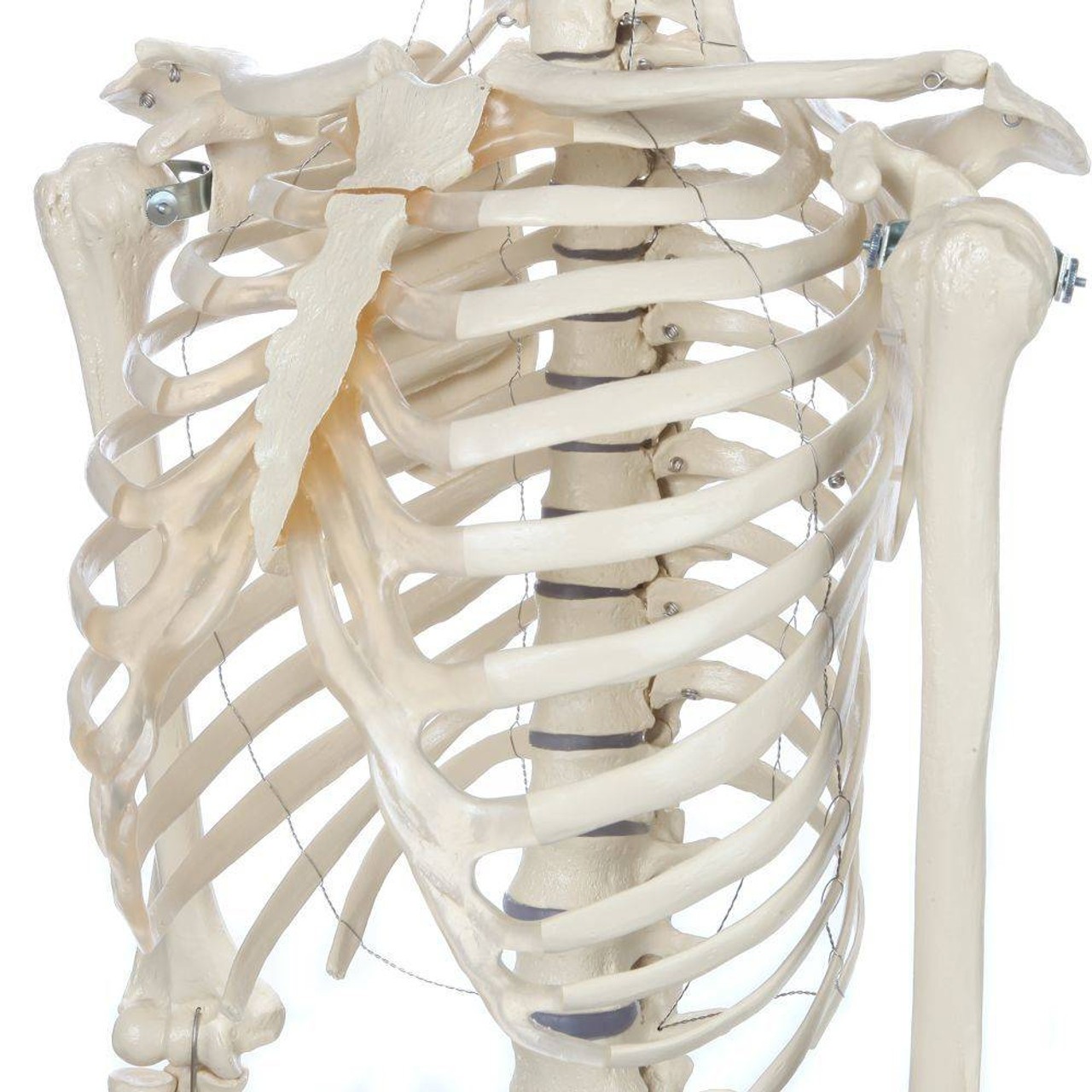 Rudiger Anatomie Premium Female Skeleton