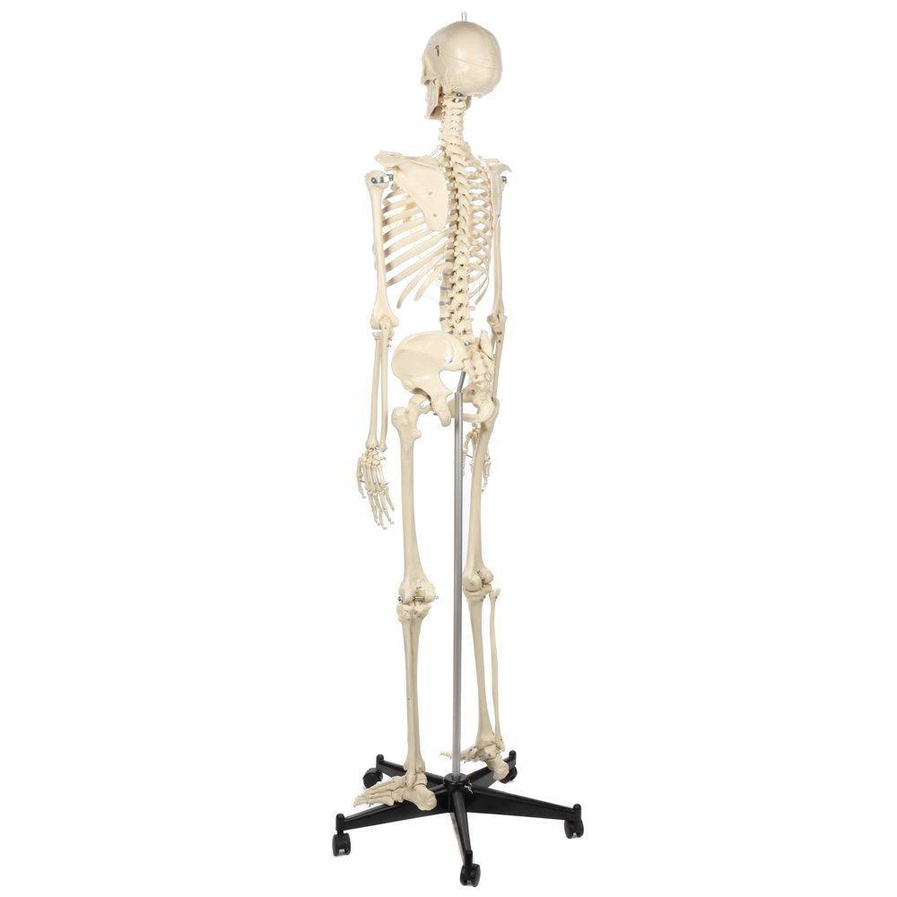 Rudiger Anatomie Premium Female Skeleton | Anatomy Warehouse