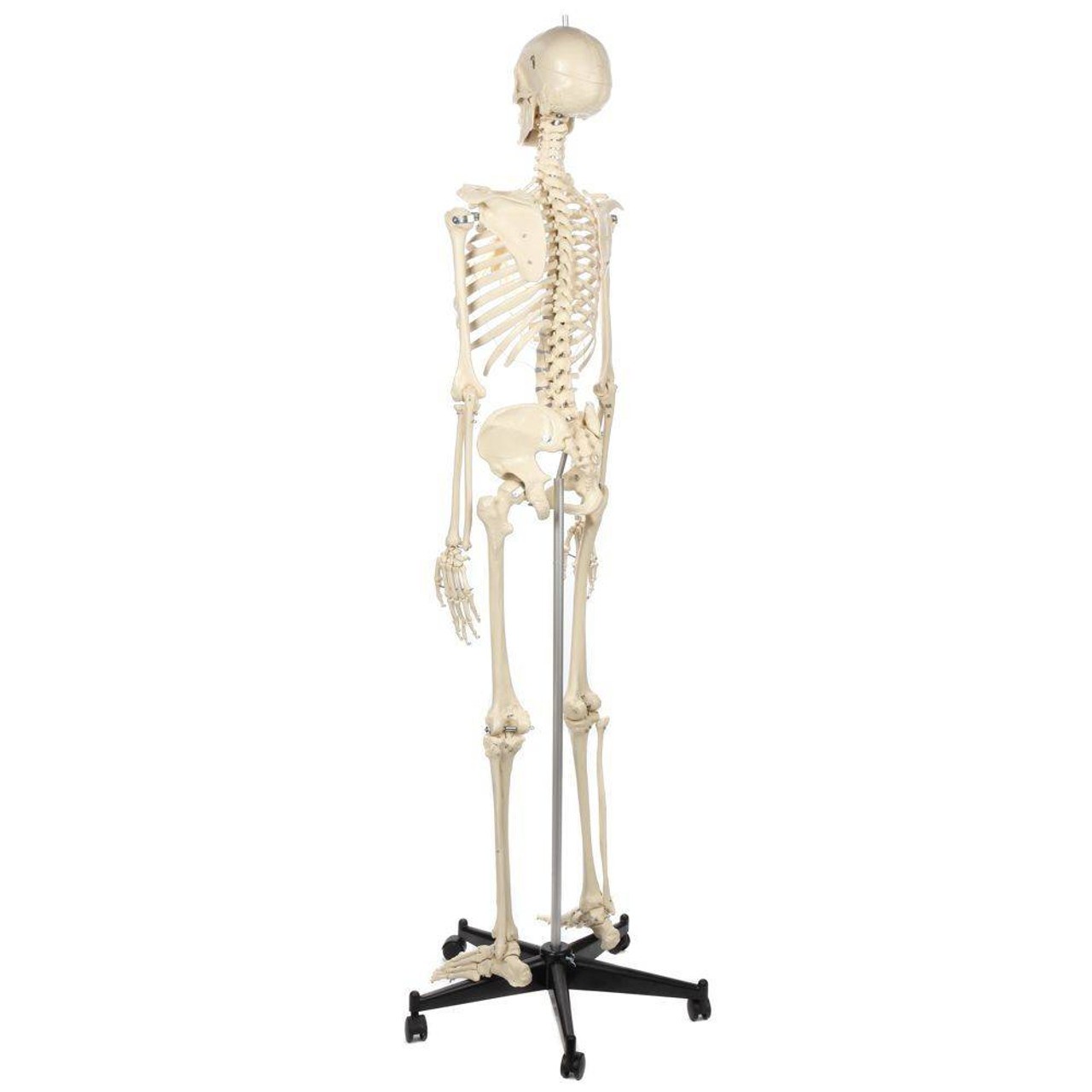 Rudiger Anatomie Premium Female Skeleton