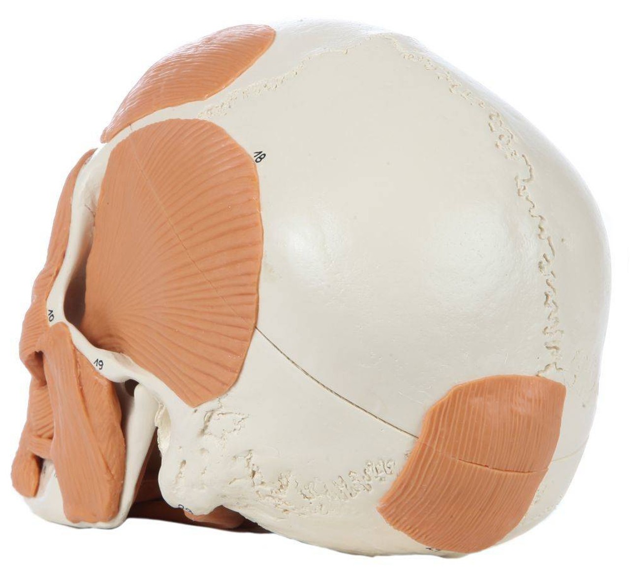 Rudiger Anatomie Premium 4-Part Human Skull with Facial Musculature