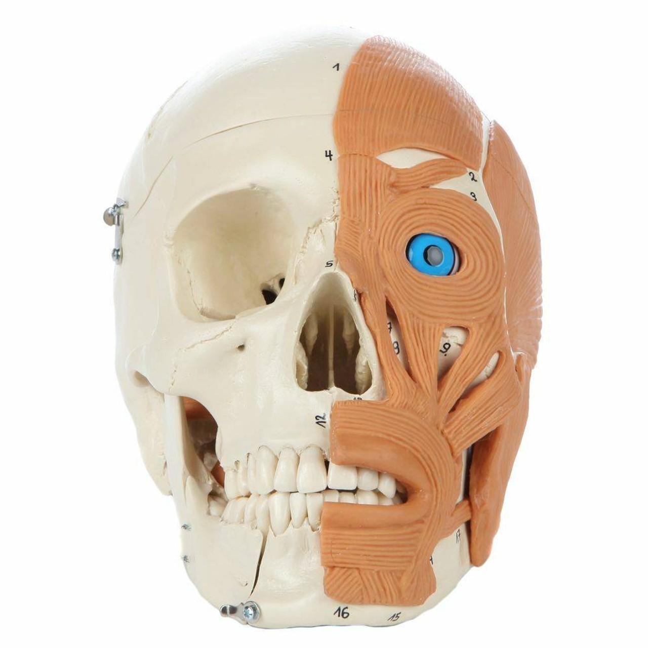 Rudiger Anatomie Premium 4-Part Human Skull with Facial Musculature