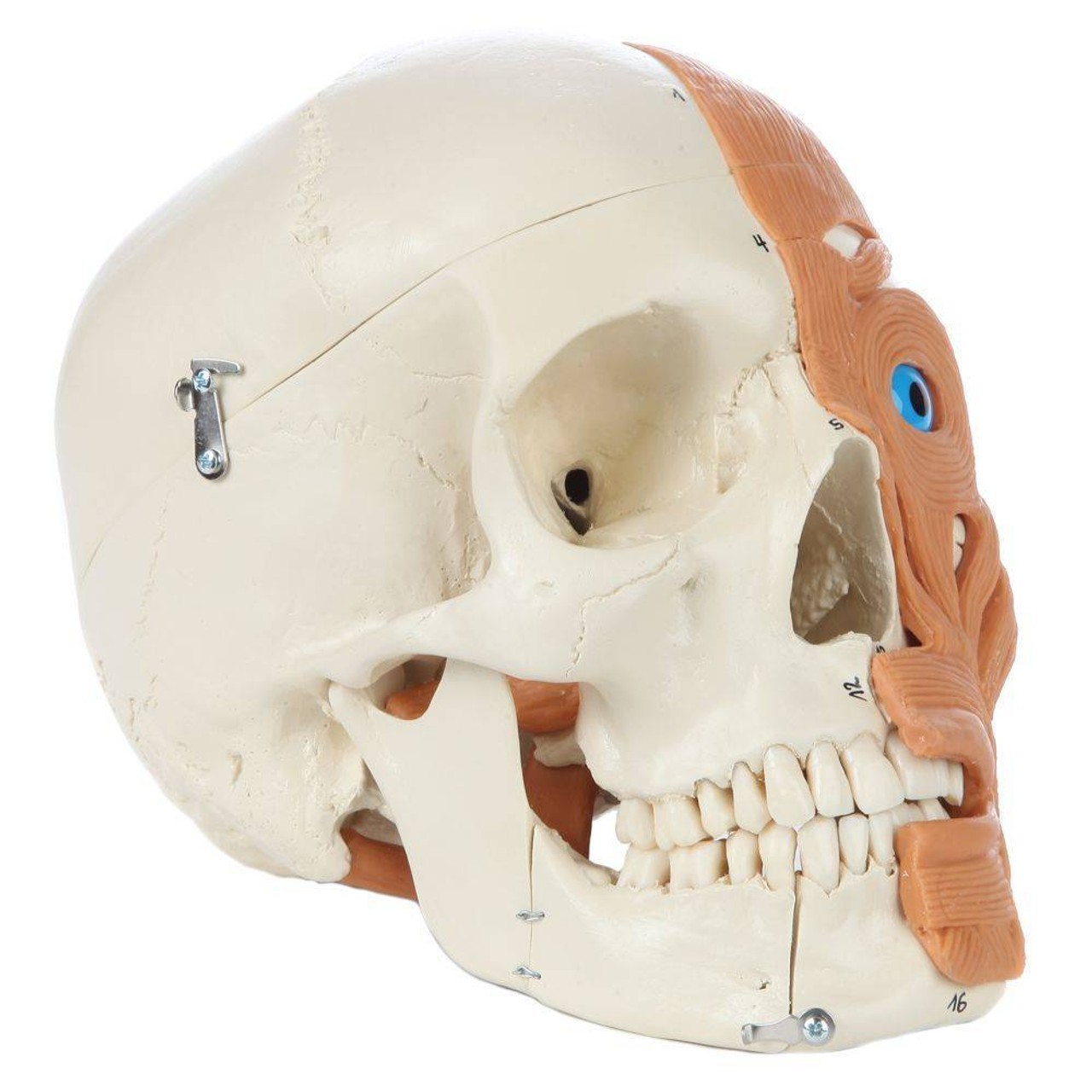 Rudiger Anatomie Premium 4-Part Human Skull with Facial Musculature