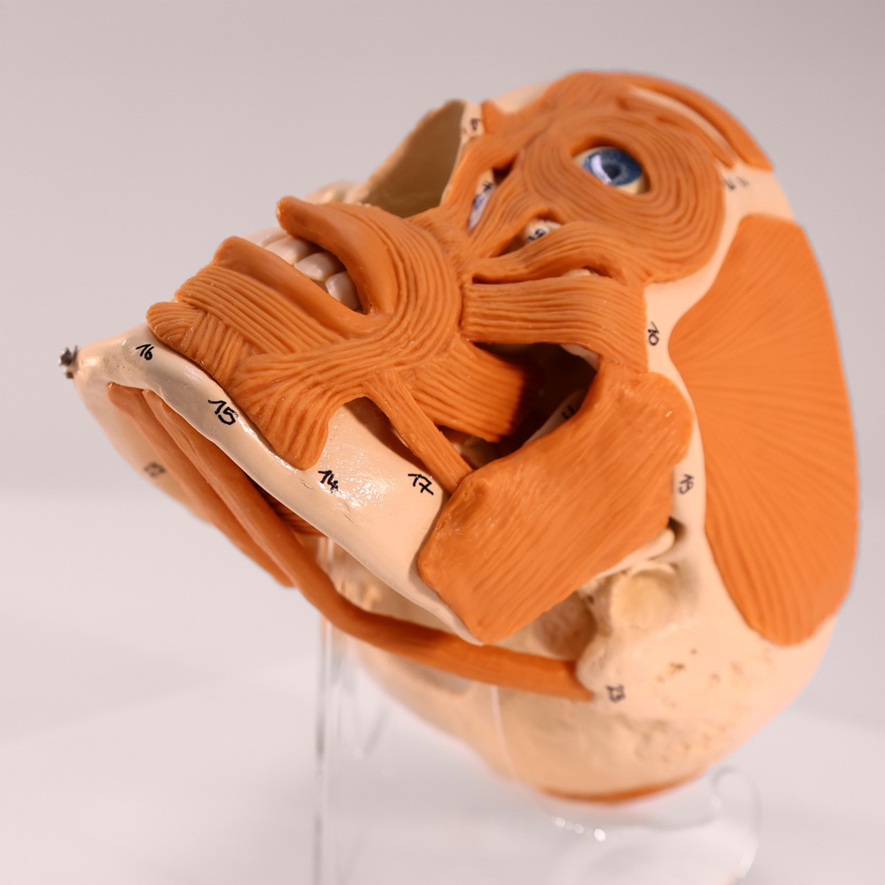 Rudiger Anatomie Premium 4-Part Human Skull with Facial Musculature