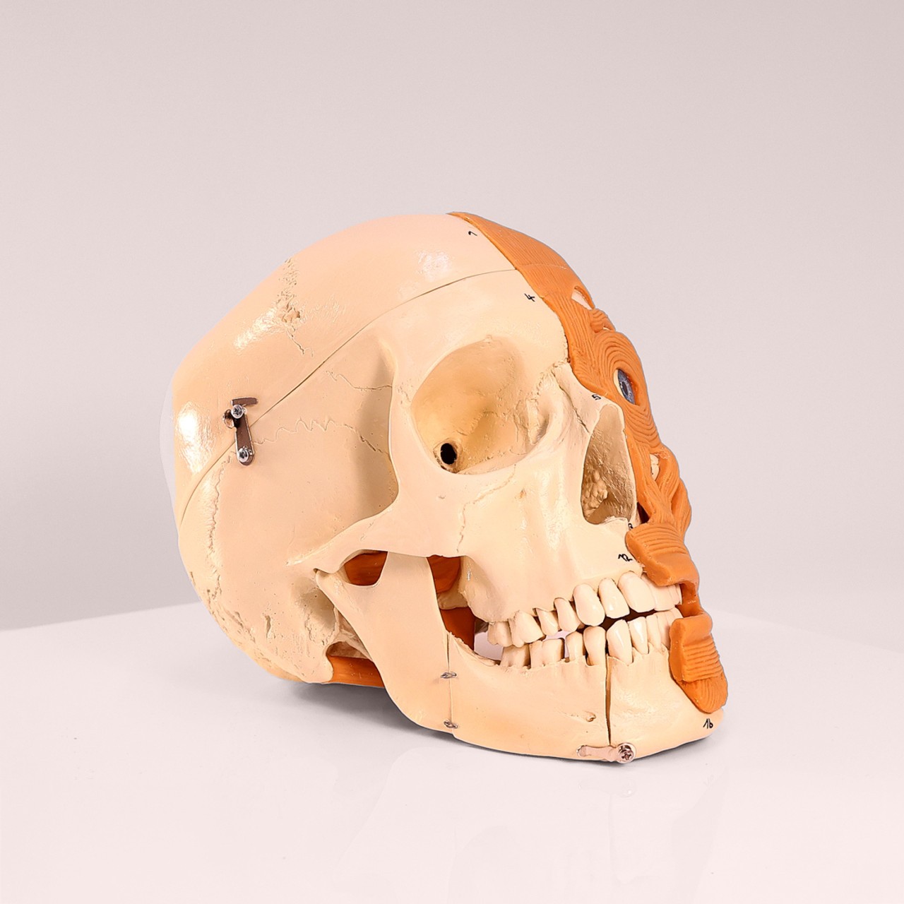 Rudiger Anatomie Premium 4-Part Human Skull with Facial Musculature