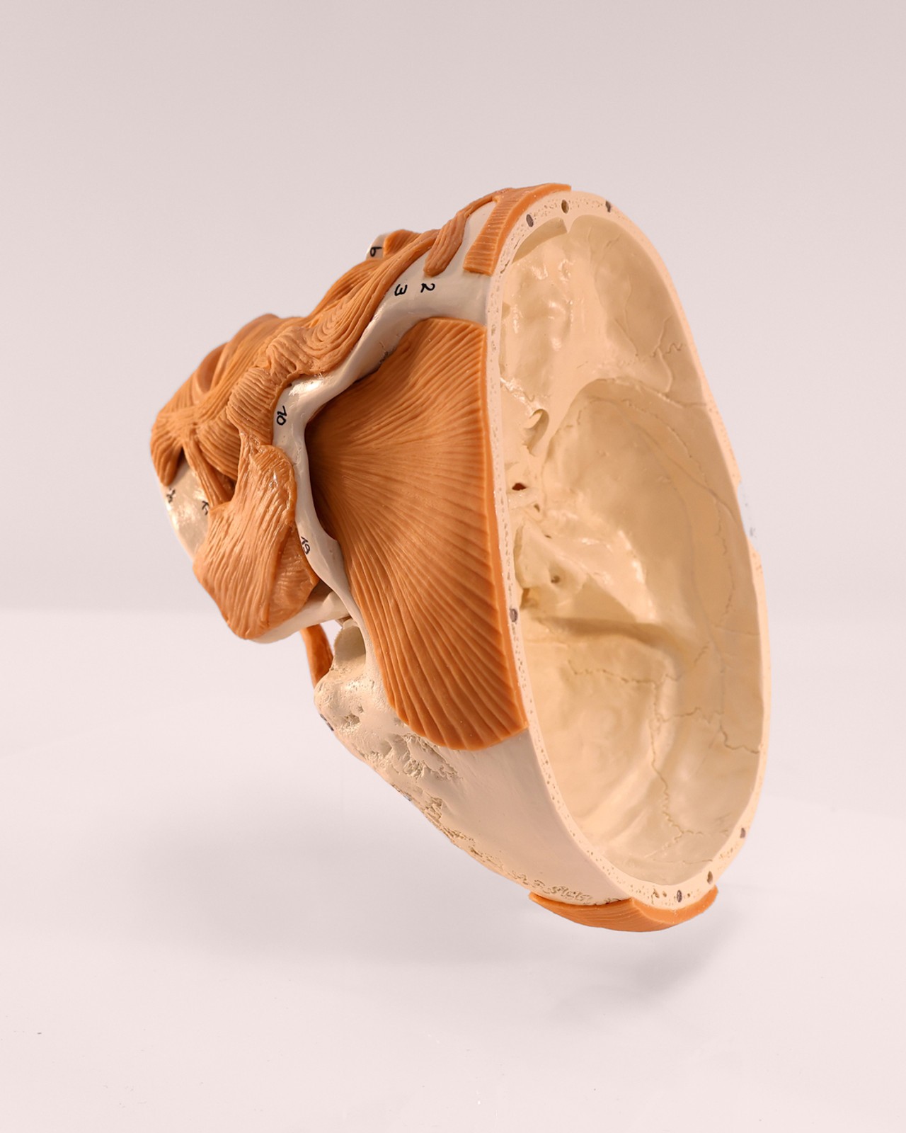 Rudiger Anatomie Premium 4-Part Human Skull with Facial Musculature