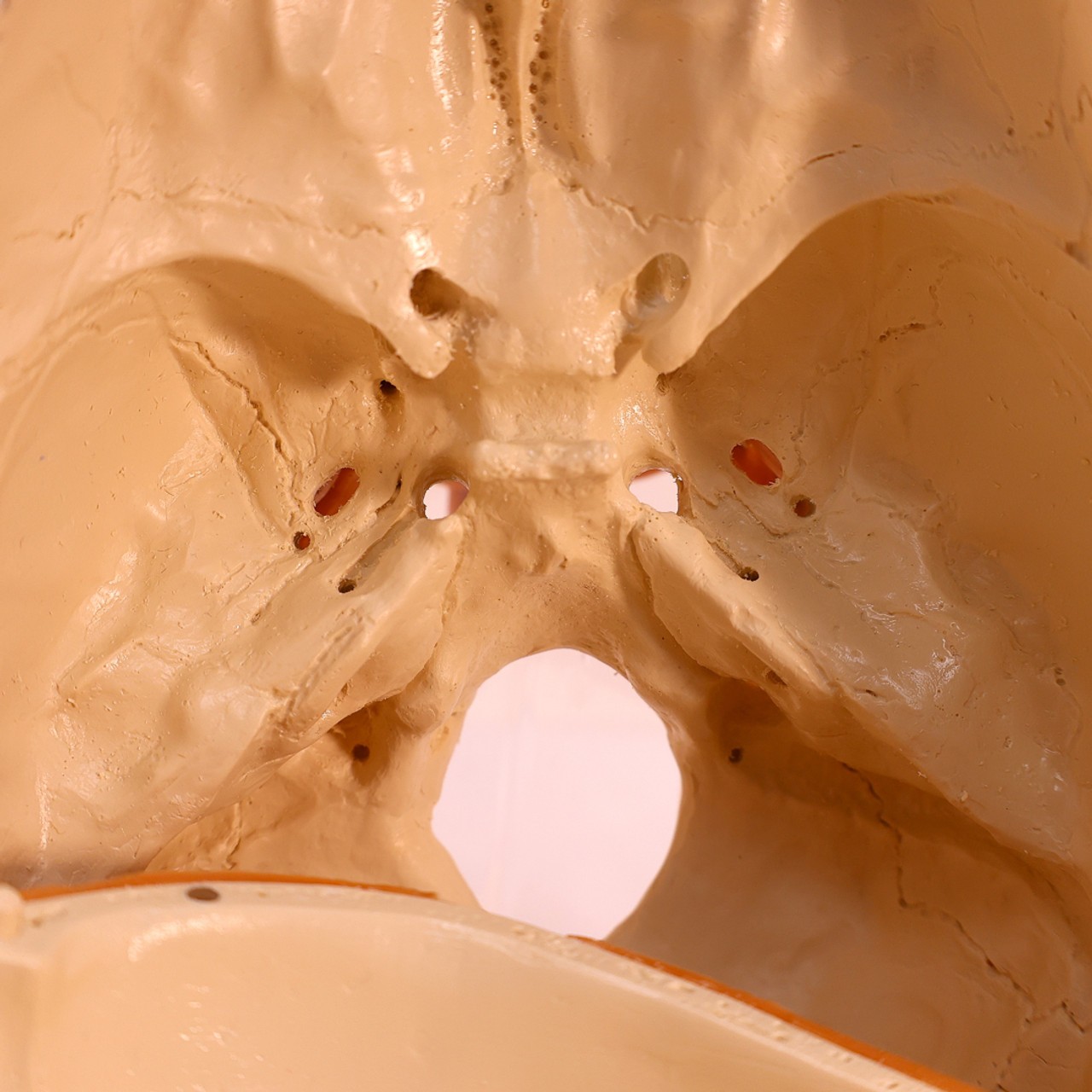Rudiger Anatomie Premium 4-Part Human Skull with Facial Musculature