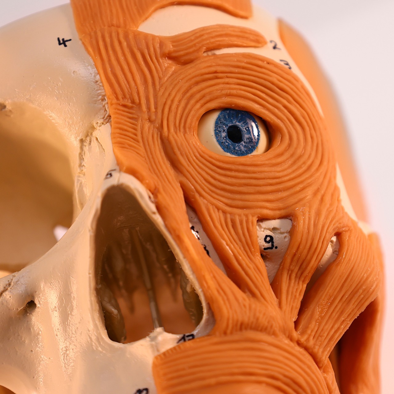 Rudiger Anatomie Premium 4-Part Human Skull with Facial Musculature