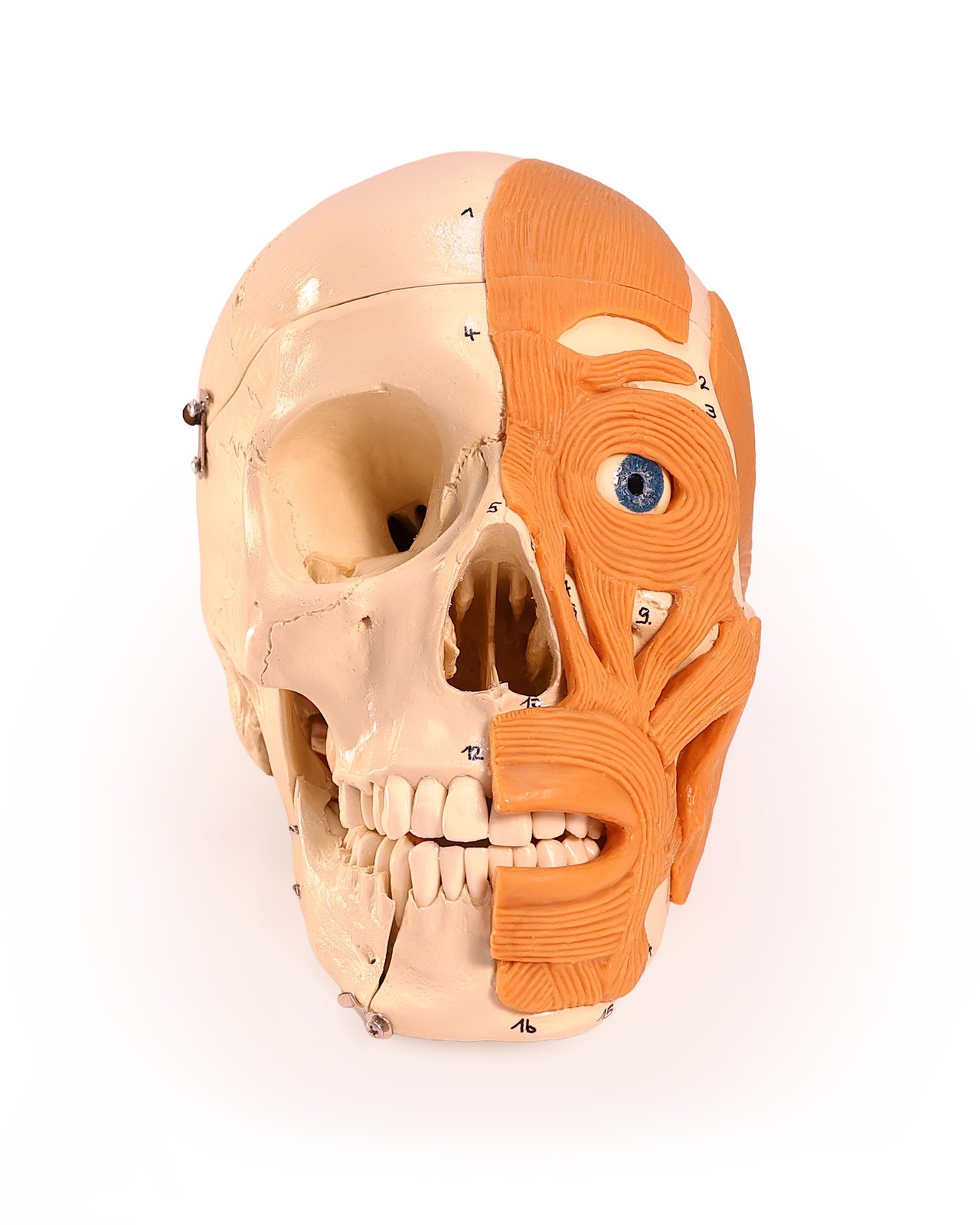 Rudiger Anatomie Premium 4-Part Human Skull with Facial Musculature