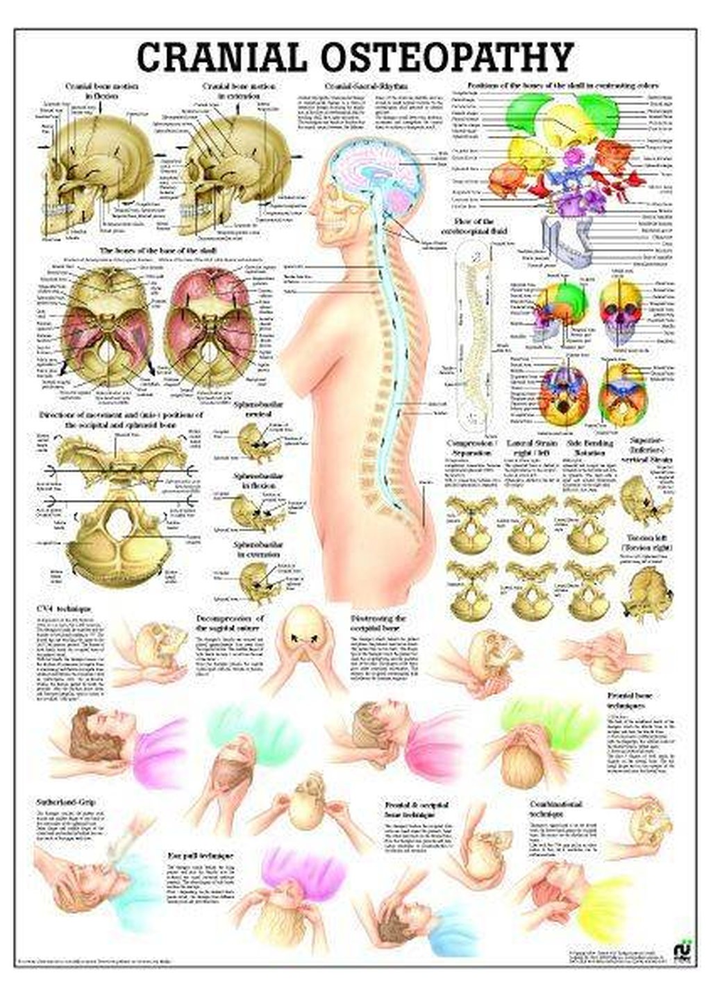 Craniosacral Osteopathy Laminated Anatomy Chart