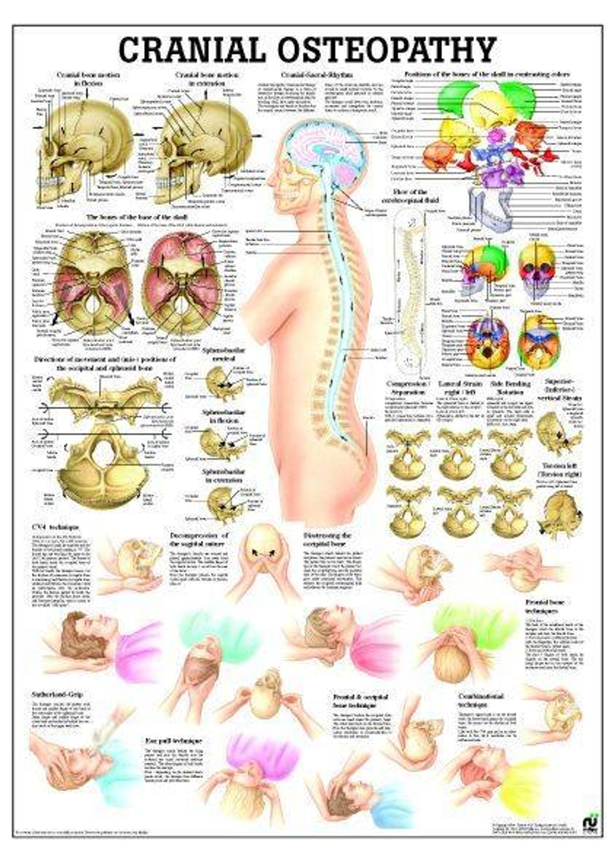 Craniosacral Osteopathy Laminated Anatomy Chart
