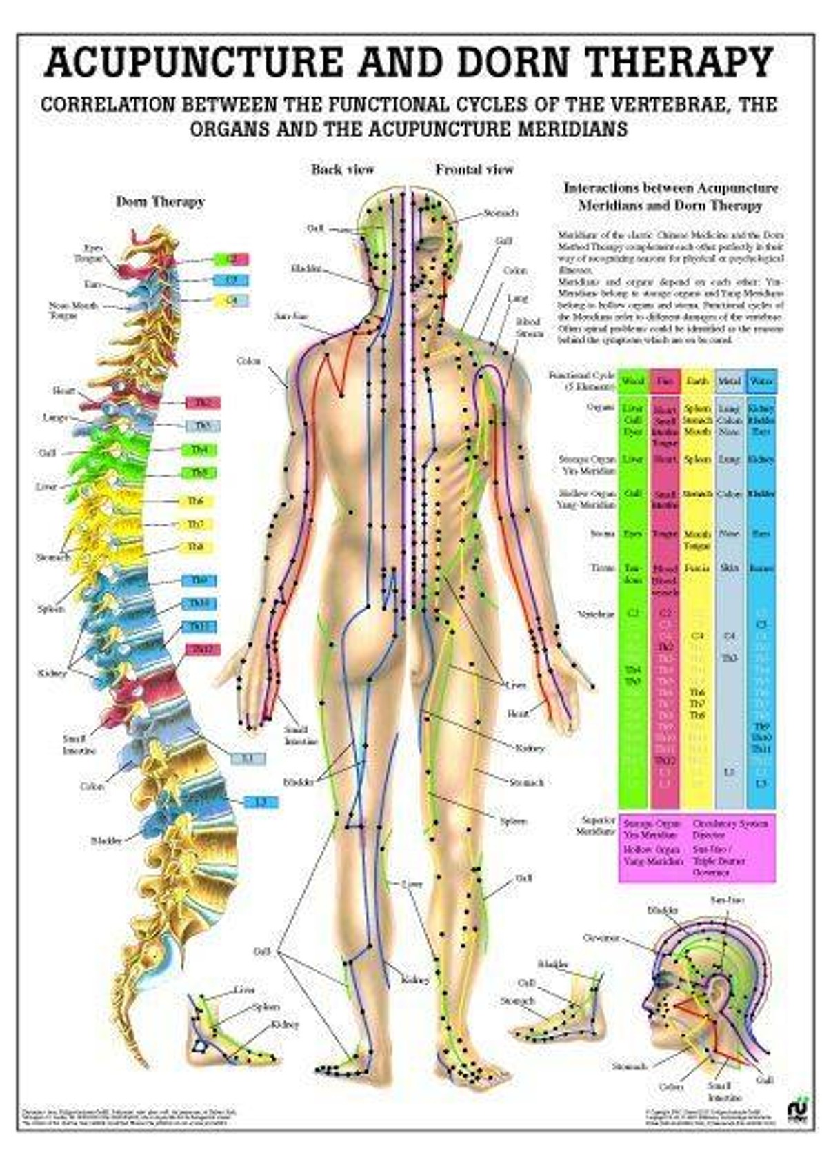 Meridian and Dorn Therapy Laminated Poster