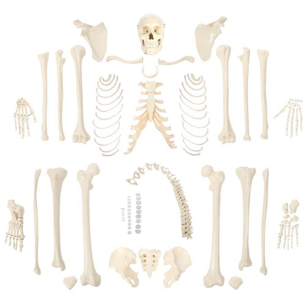 Rudiger Anatomie Premium Complete Disarticulated Skeleton