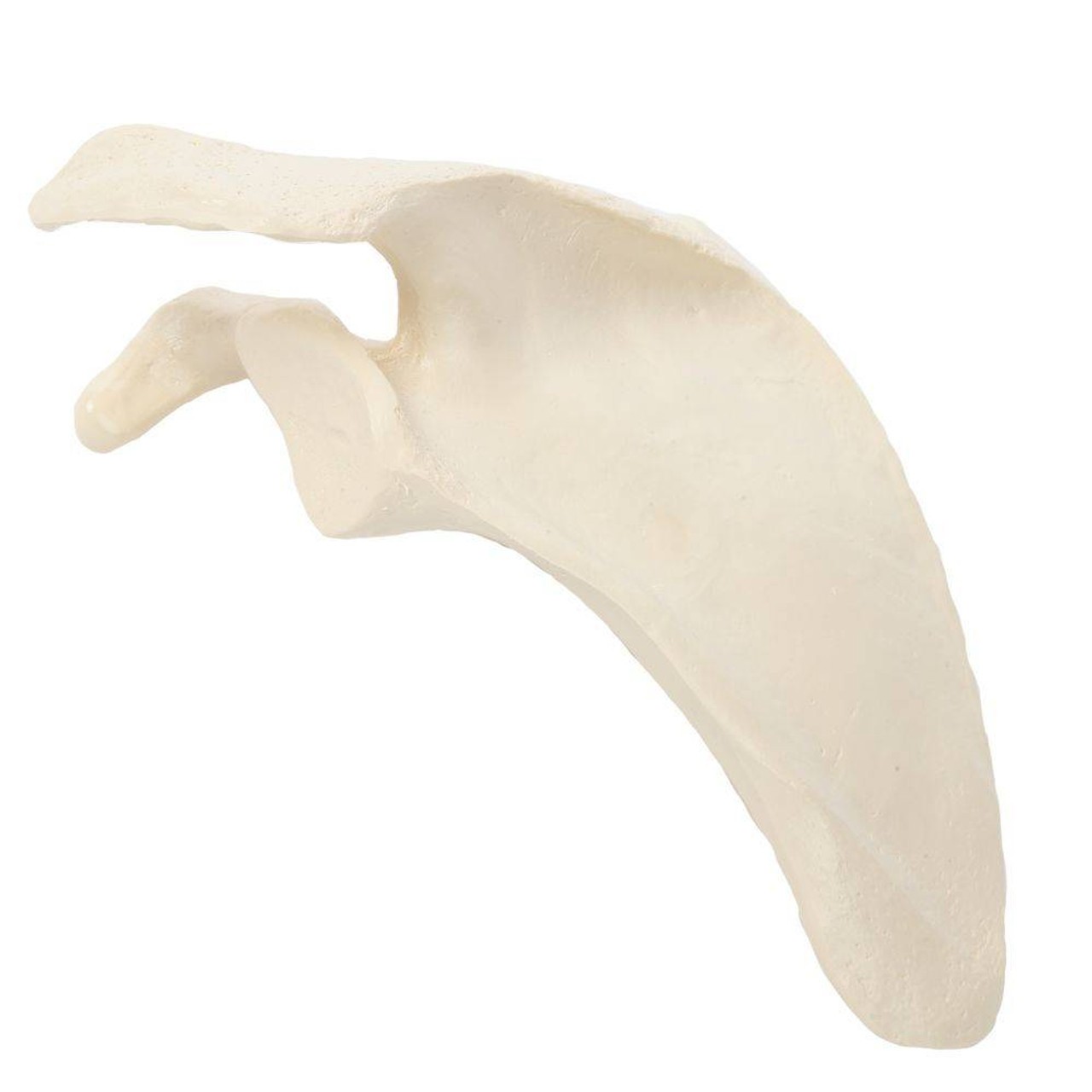 Rudiger Anatomie Premium Complete Disarticulated Skeleton