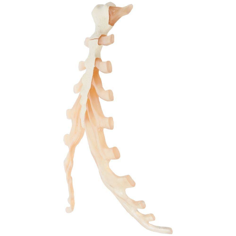 Rudiger Anatomie Premium Complete Disarticulated Skeleton