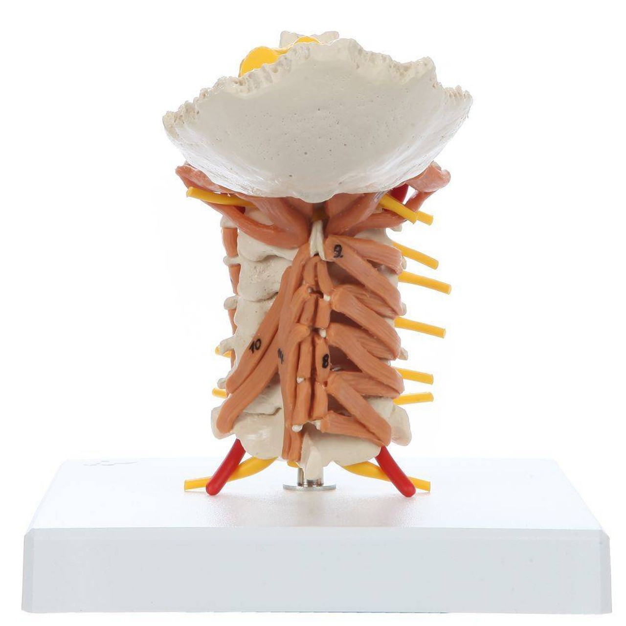 Rudiger Anatomie Premium Cervical Spine with Muscles and Ligaments