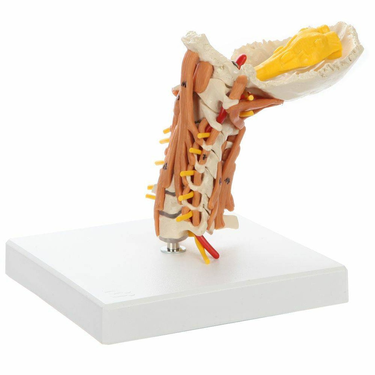 Rudiger Anatomie Premium Cervical Spine with Muscles and Ligaments
