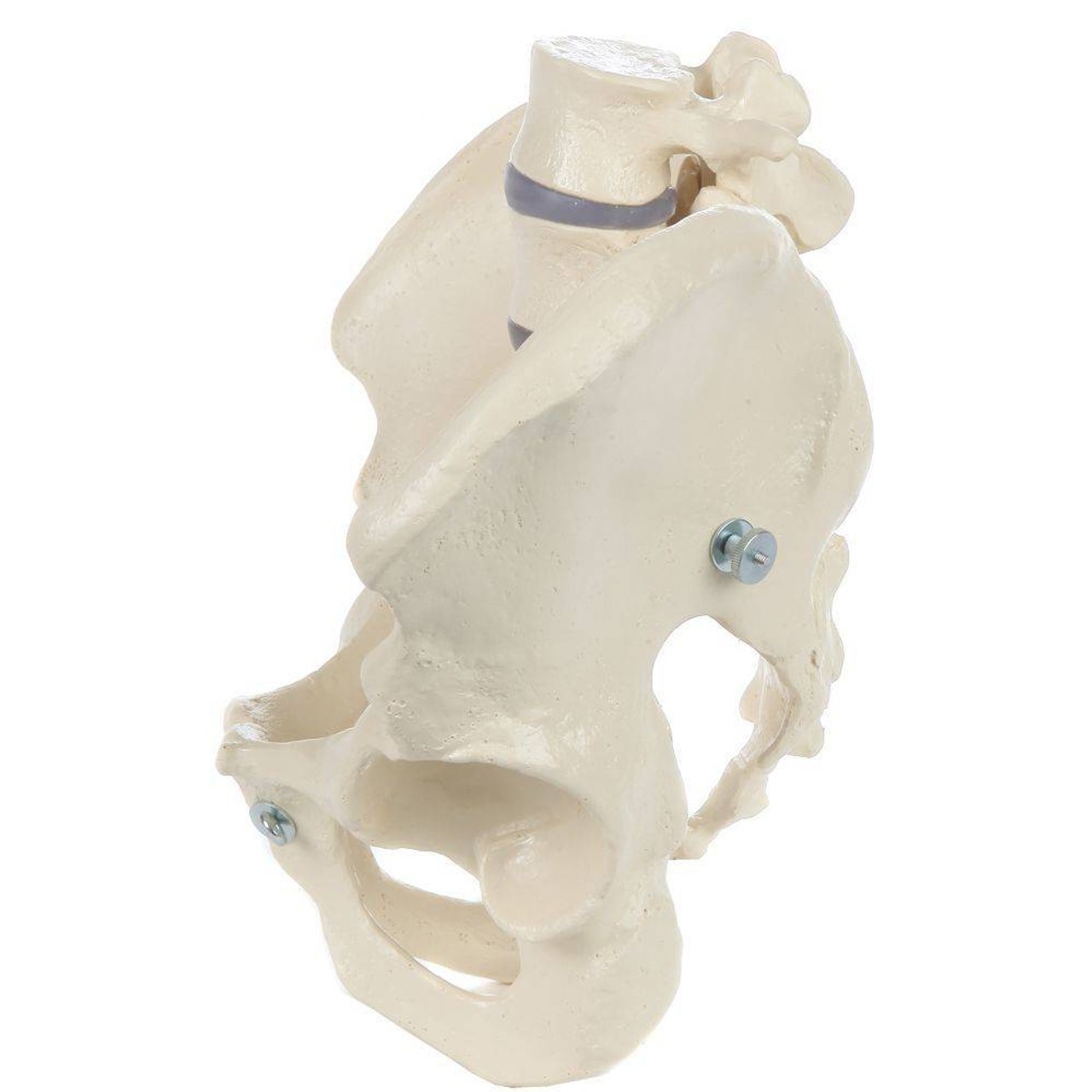 Rudiger Anatomie Premium Male Pelvis with 2 Lumbar Vertebrae