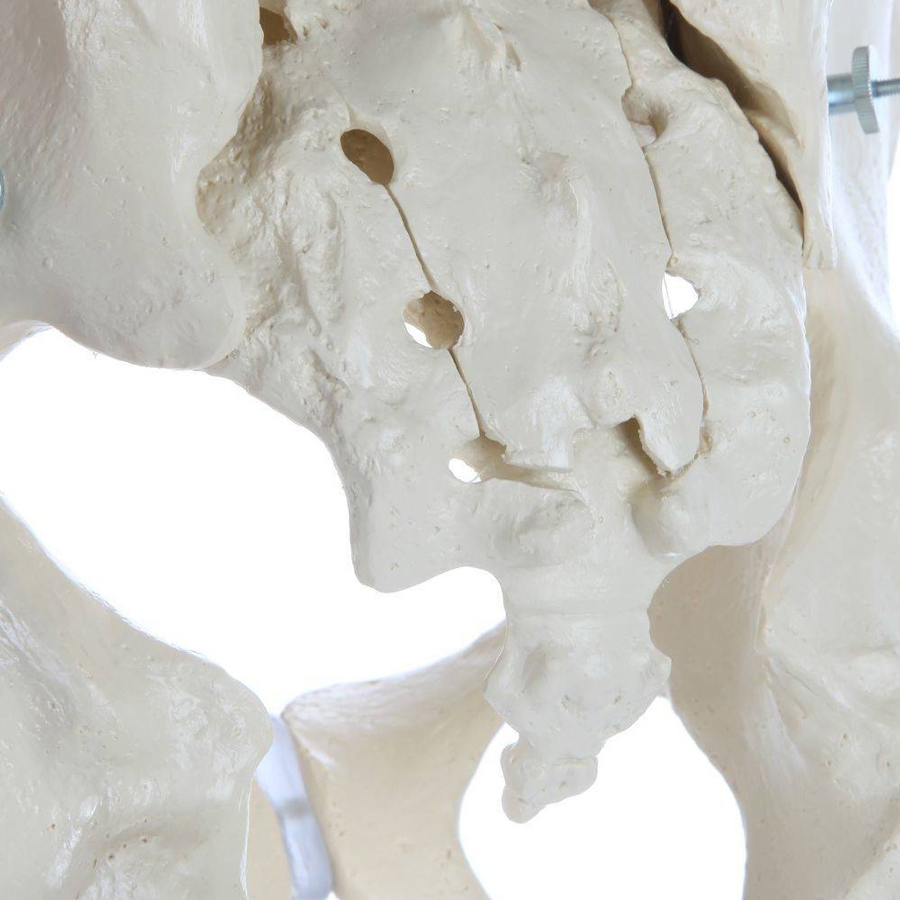 Rudiger Anatomie Premium Male Pelvis with 2 Lumbar Vertebrae