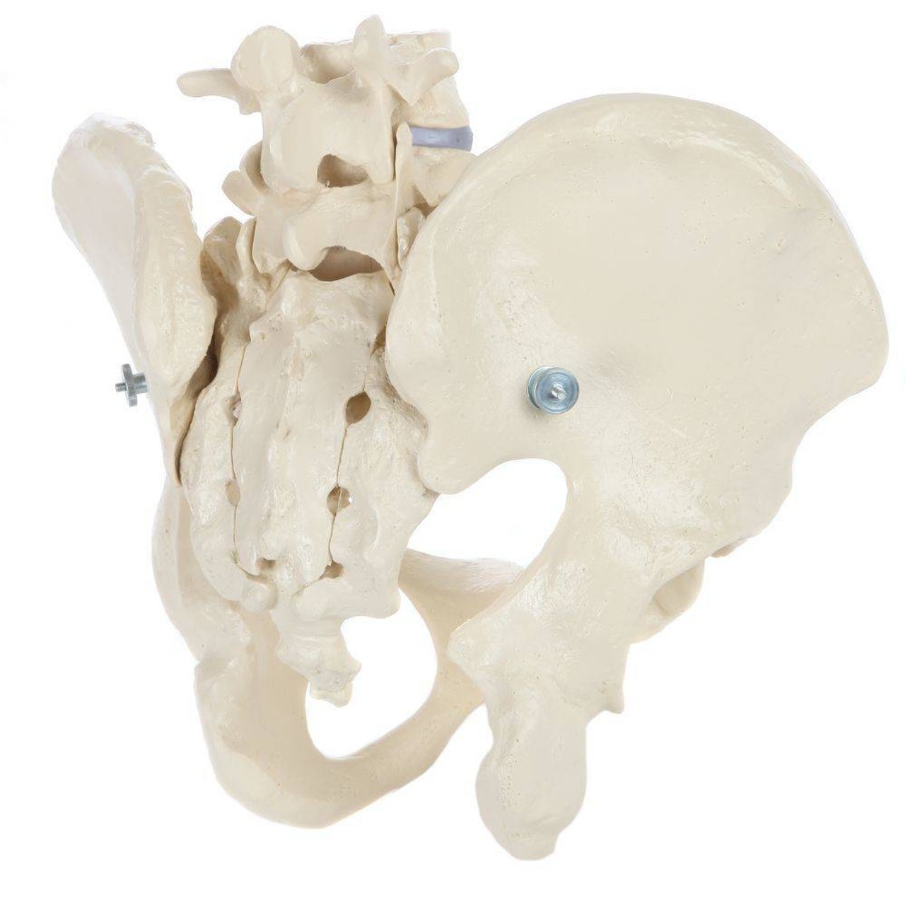 Rudiger Anatomie Premium Male Pelvis with 2 Lumbar Vertebrae