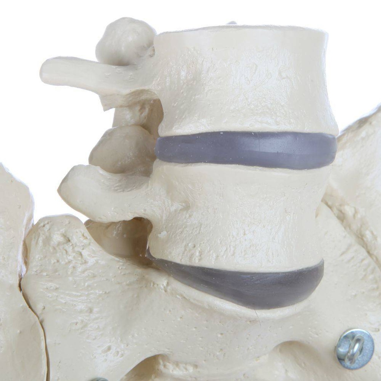 Rudiger Anatomie Premium Male Pelvis with 2 Lumbar Vertebrae