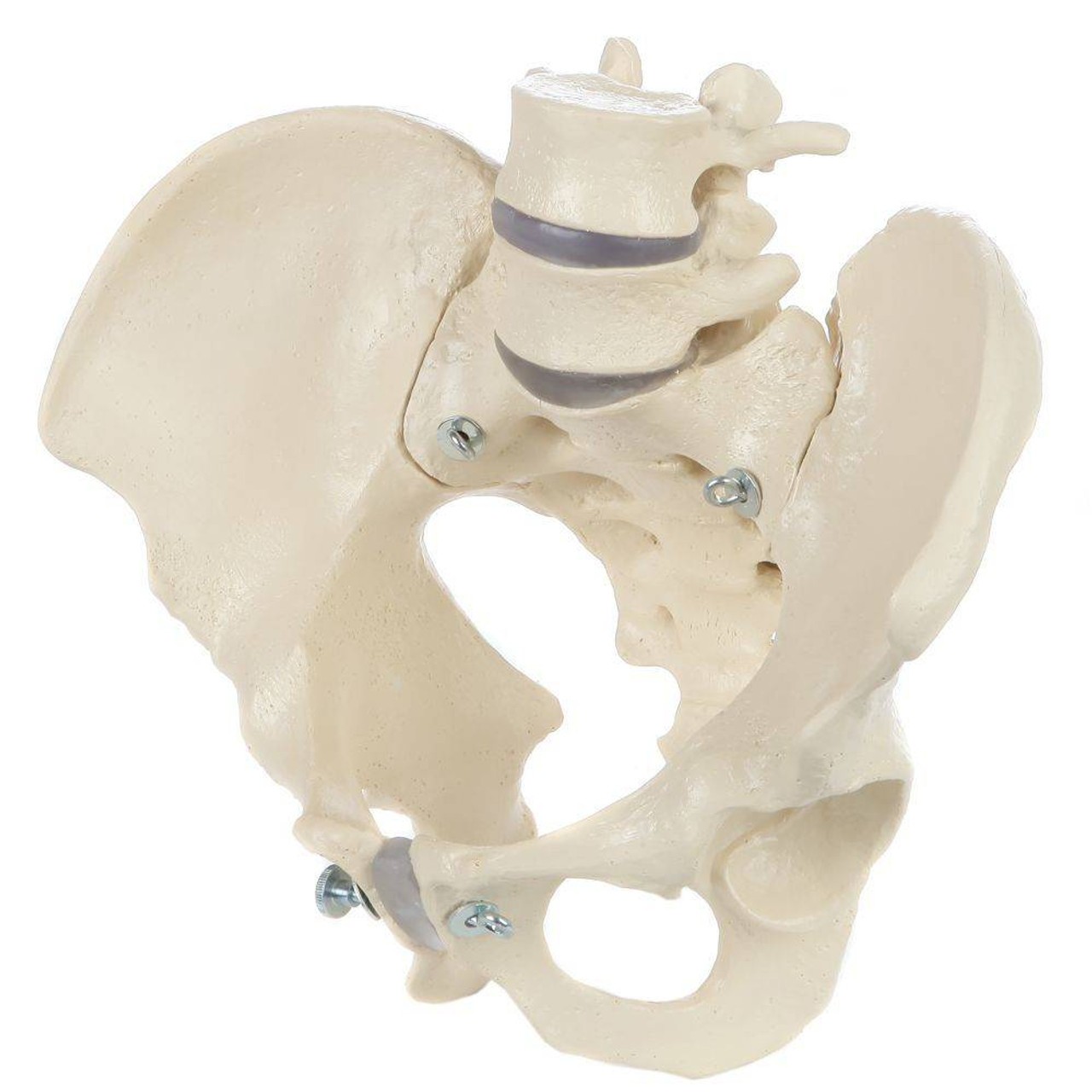Rudiger Anatomie Premium Male Pelvis with 2 Lumbar Vertebrae