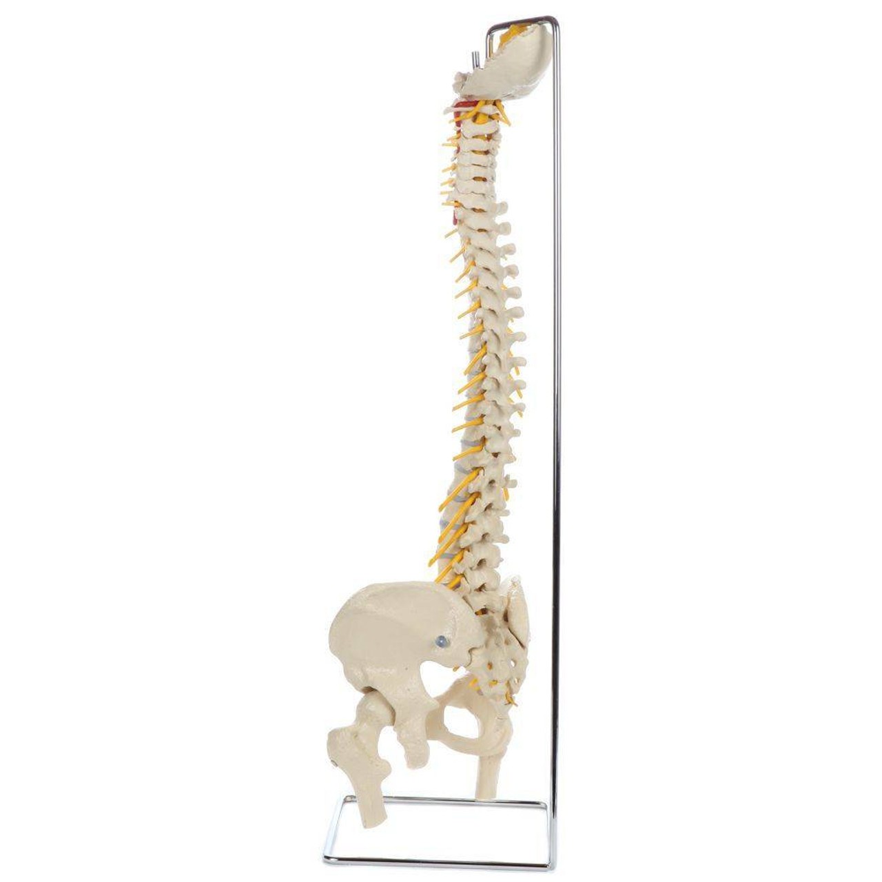 Rudiger Anatomie Premium Flexible Spine with Female Pelvis and Femur Heads