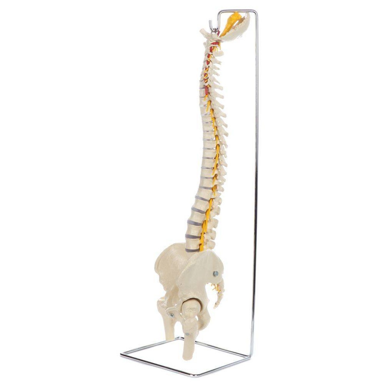 Rudiger Anatomie Premium Flexible Spine with Female Pelvis and Femur Heads