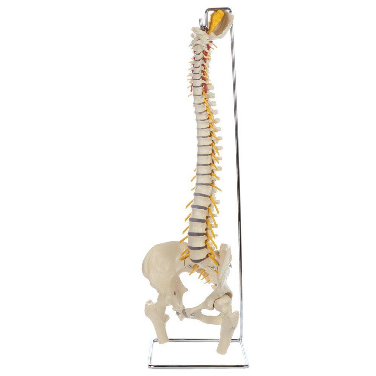 Rudiger Anatomie Premium Flexible Spine with Female Pelvis and Femur Heads