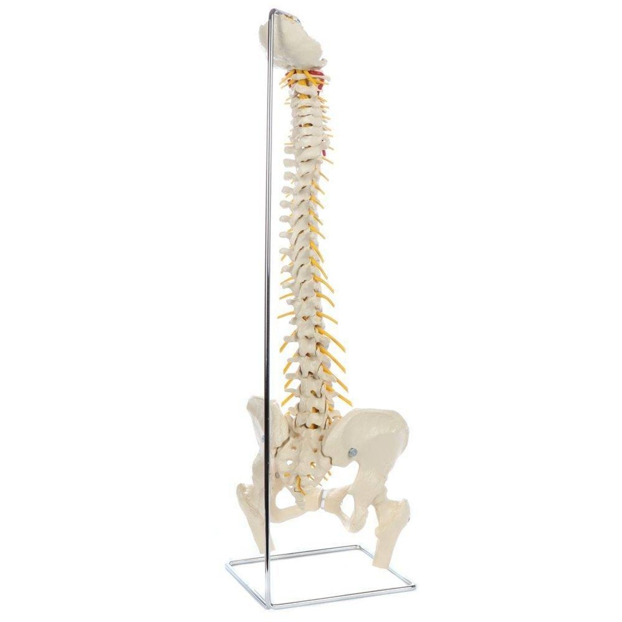 Rudiger Anatomie Premium Flexible Spine with Female Pelvis and Femur Heads