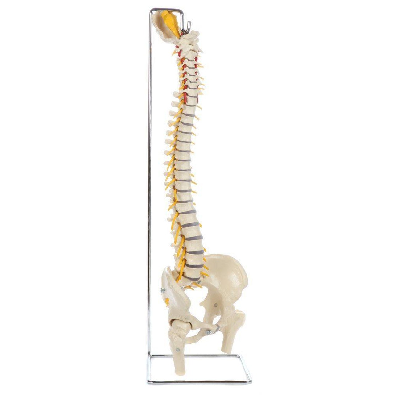 Rudiger Anatomie Premium Flexible Spine with Female Pelvis and Femur Heads