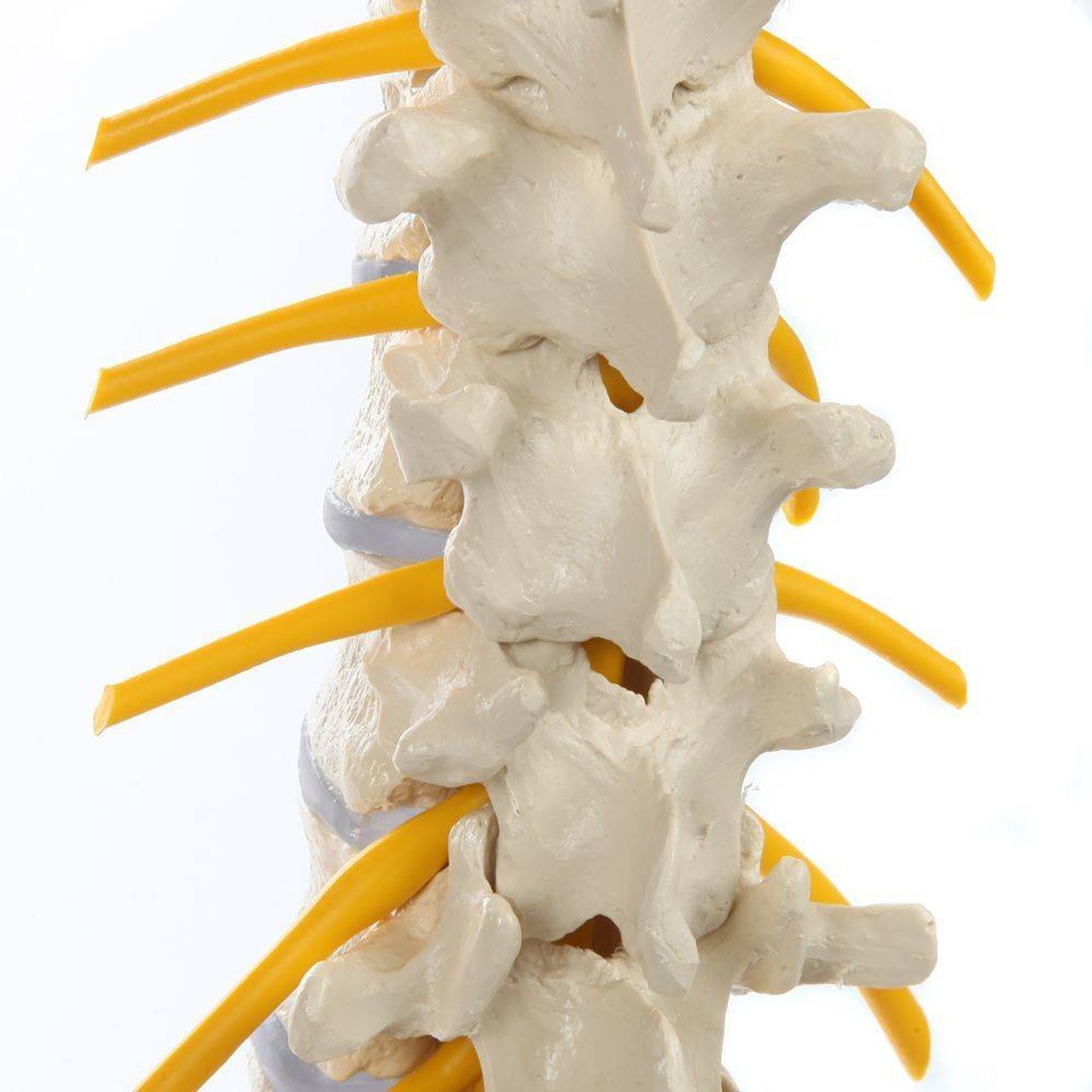 Rudiger Anatomie Premium Flexible Spine with Female Pelvis and Femur Heads