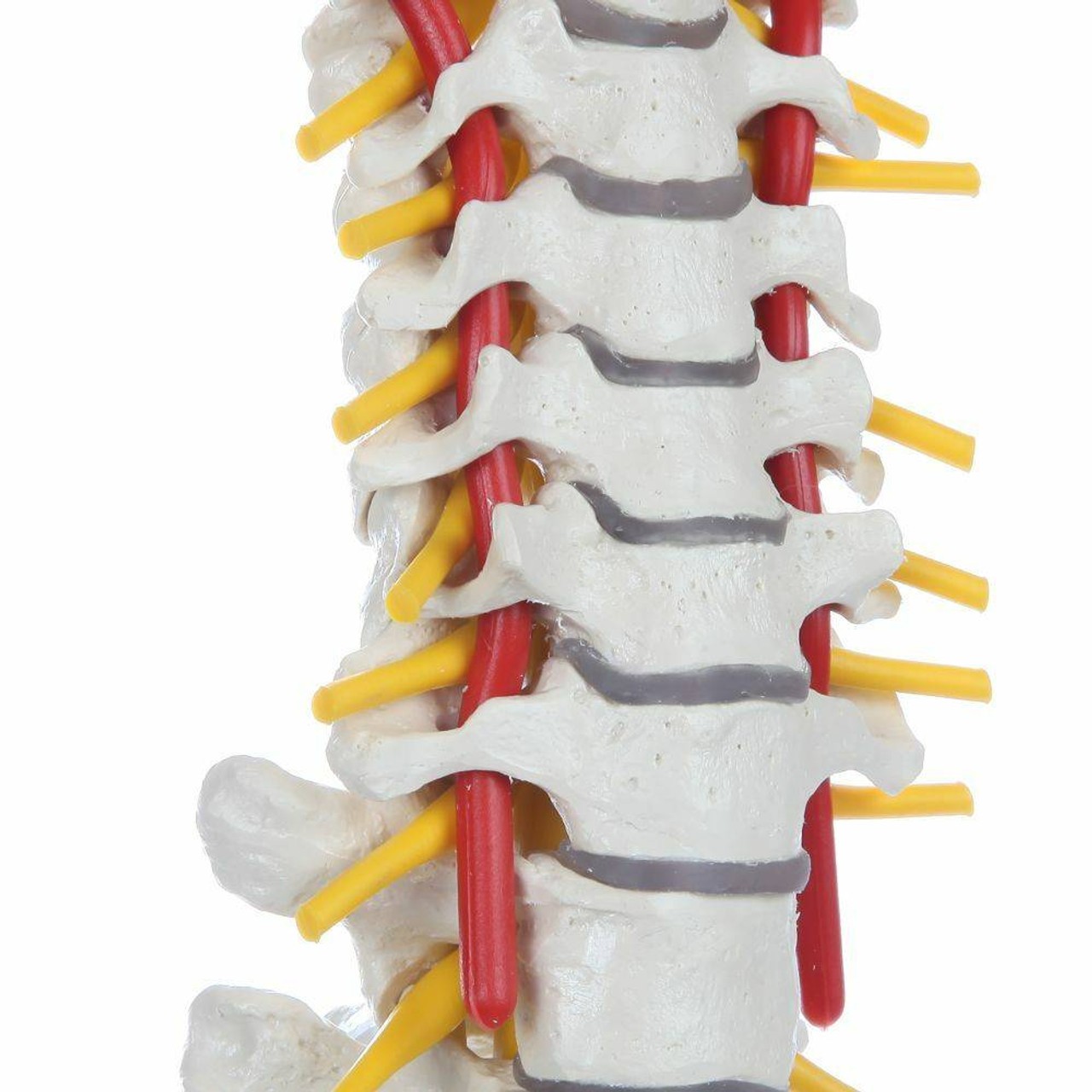 Rudiger Anatomie Premium Flexible Spine with Female Pelvis and Femur Heads