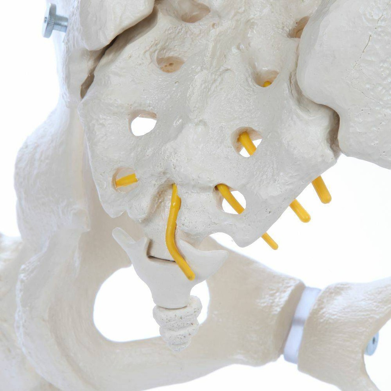 Rudiger Anatomie Premium Flexible Spine with Female Pelvis and Femur Heads