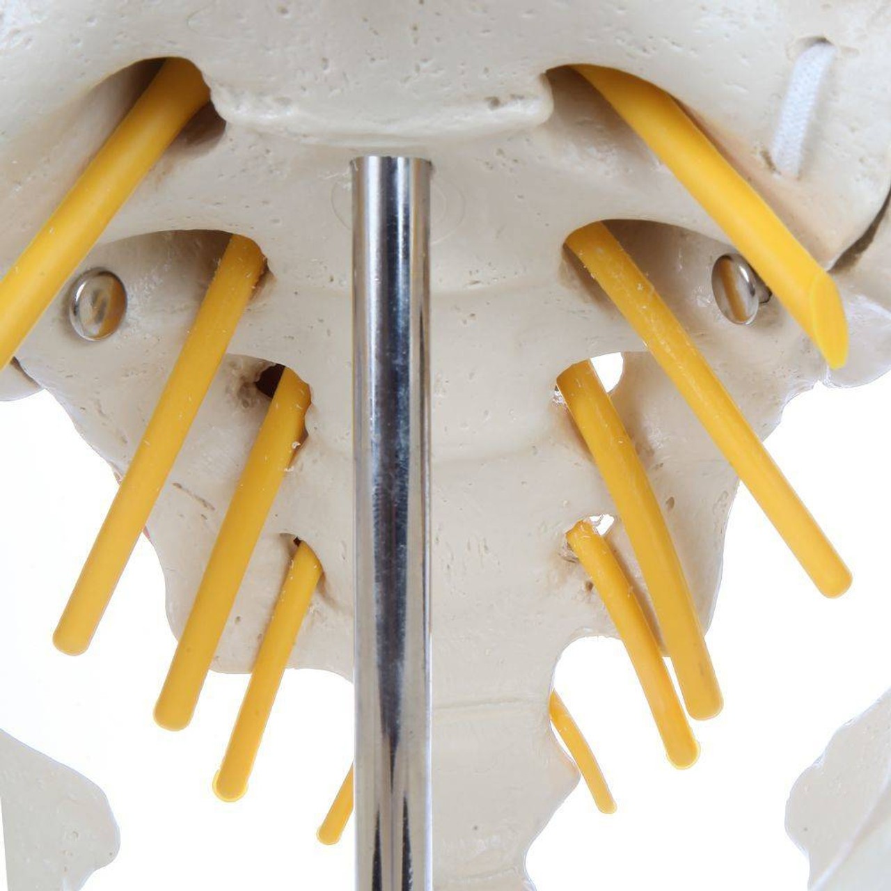 Rudiger Anatomie Premium Pelvic Model with Lumbar Spine Muscles