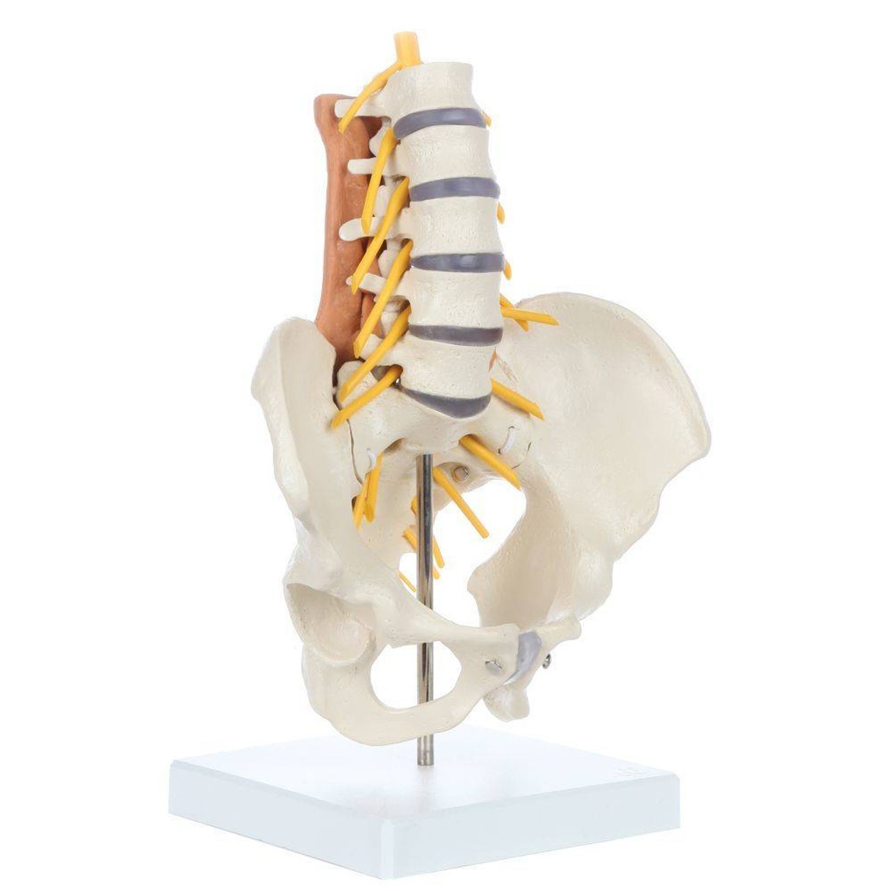 Rudiger Anatomie Premium Pelvic Model with Lumbar Spine Muscles