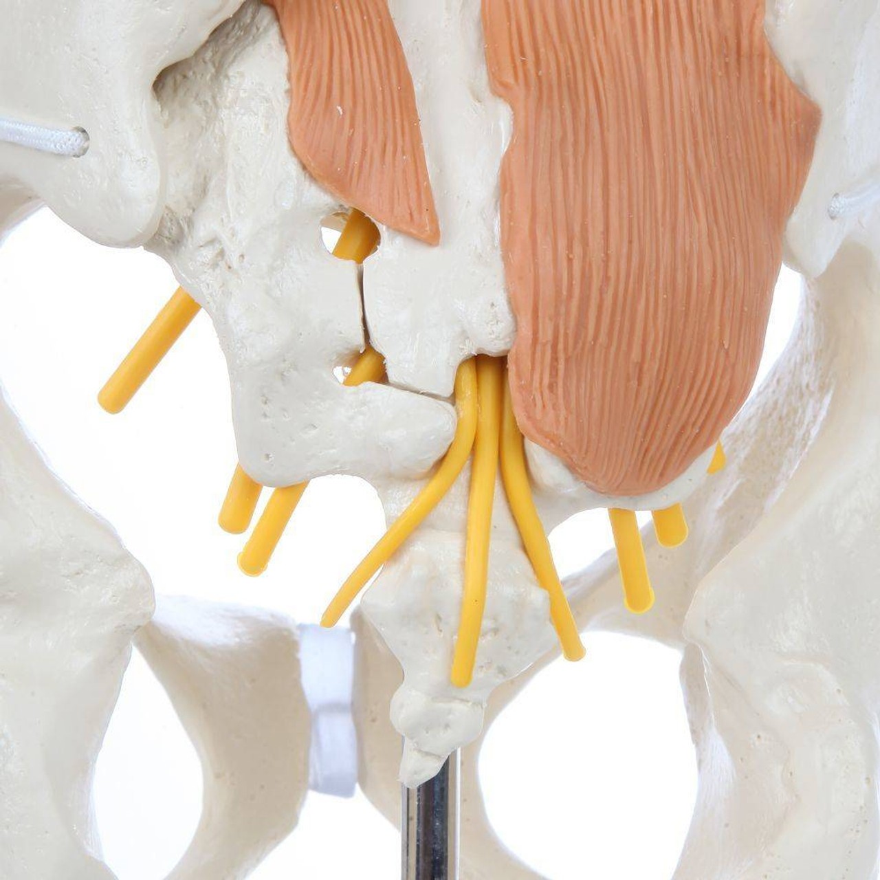 Rudiger Anatomie Premium Pelvic Model with Lumbar Spine Muscles