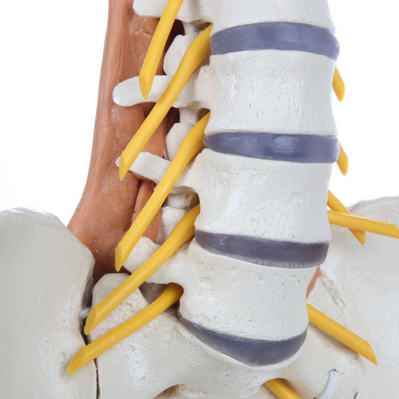 Rudiger Anatomie Premium Pelvic Model with Lumbar Spine Muscles