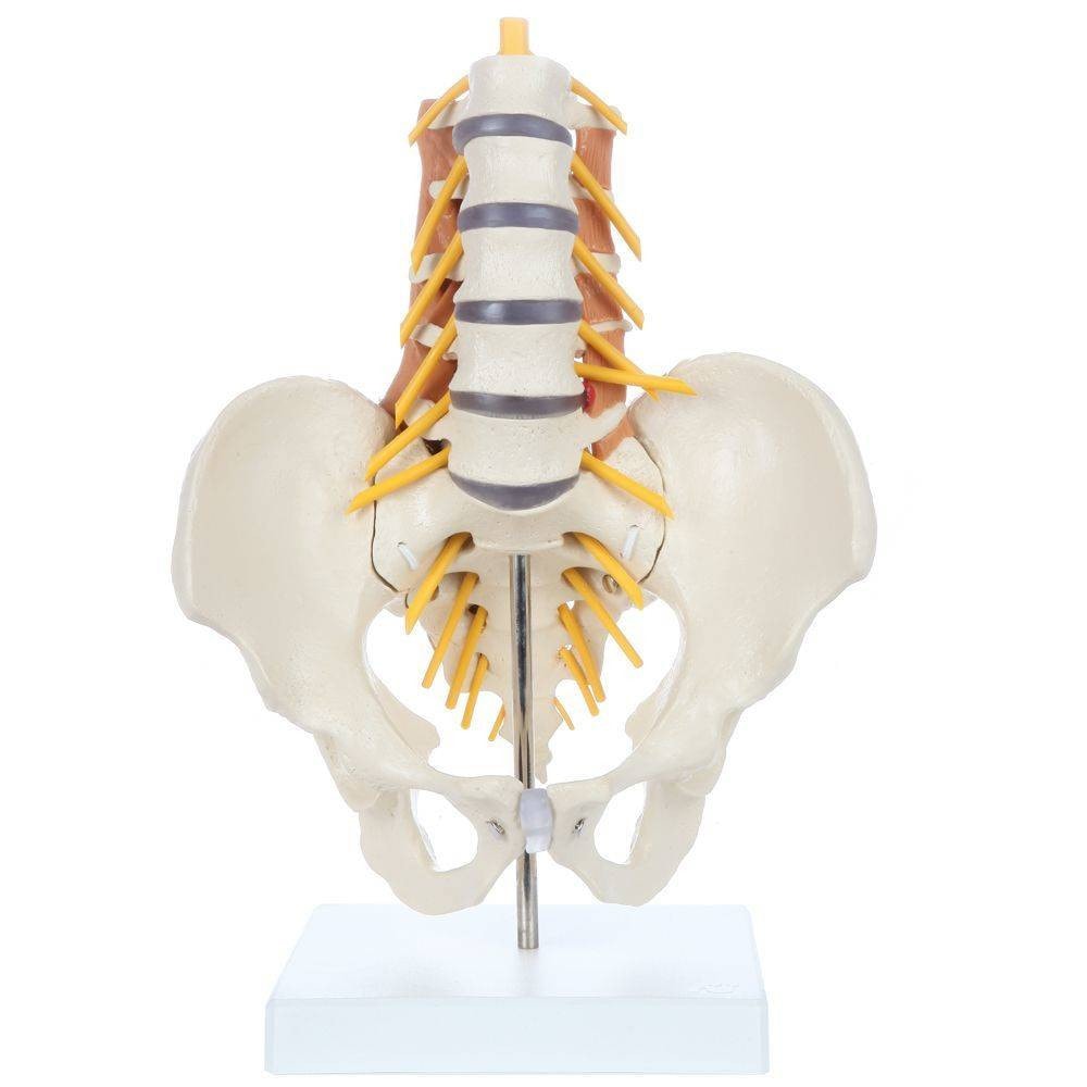 Rudiger Anatomie Premium Pelvic Model with Lumbar Spine Muscles