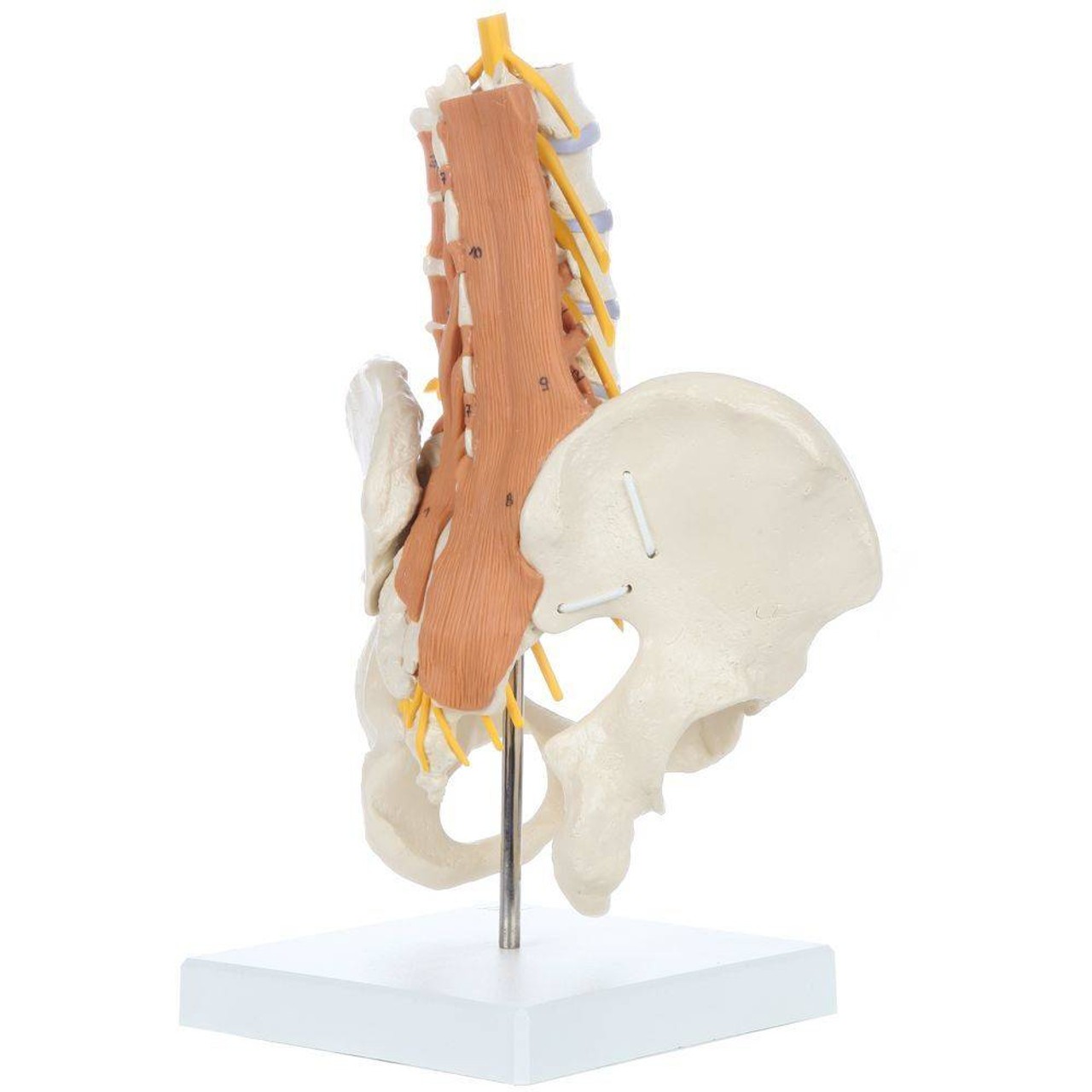 Rudiger Anatomie Premium Pelvic Model with Lumbar Spine Muscles