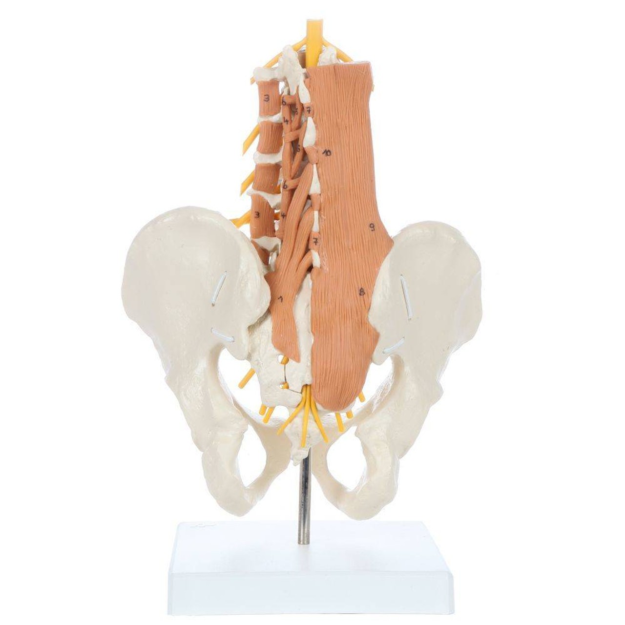 Rudiger Anatomie Premium Pelvic Model with Lumbar Spine Muscles